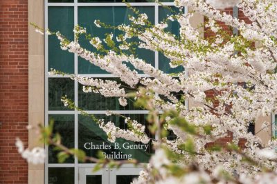 Flowering tree outside the door of the Gentry Building.